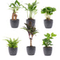 Mini Plant Set 6 - Includes 6X Pot Boule Anthracite